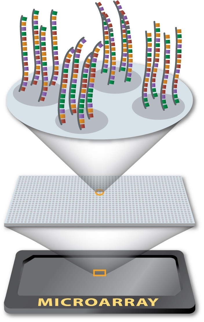 DNA Microarrays Techniques Applications