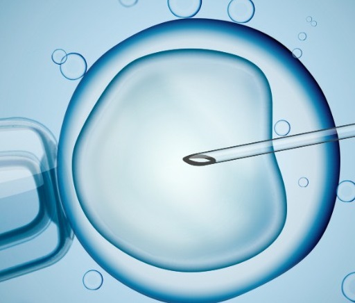 Somatic Cell Nuclear Transfer Cloning